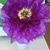Sue Jackson's profile image