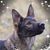 Amity Larsen's profile image