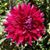 Irene Atencio's profile image