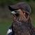 Jaber Ansari's profile image