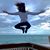 Samy El-Abbar's profile image