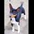 Jennifer Lee Ferguson's profile image
