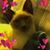 Jannice Kvenbo's profile image