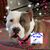 Gloria Schmidt Totten's profile image