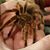 Dallas Willis's profile image