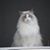 Aysha Apperson's profile image