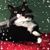 MiChelle Bertram Scrimpsher's profile image