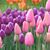 Cindy Medors's profile image