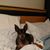 Tammy Pierce Denny's profile image