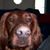 Liz Ivey's profile image