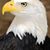 Roddy Mollet's profile image