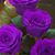 Nancy Chamberlin's profile image
