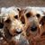 Barb Falise's profile image