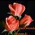 Nandu Sharma's profile image