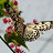 Brina's profile image