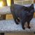 Carl Mulay's profile image