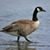 Charles Gillham's profile image