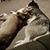 Dreama Johnsen's profile image