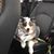Tracy Colecchia Wasilowski's profile image