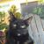 Michael Pezzote's profile image