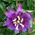 Davina Cowen's profile image