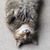 Melissa Missy Gentilesco's profile image