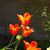 Lori Copp Mardis's profile image
