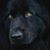 Chrissy Clydesdale's profile image