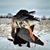 Randy Fox's profile image