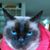 Marcian GS's profile image