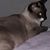 Elvira Sarmiento Rangel's profile image