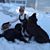 Cheryl Risser's profile image