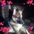 Robin Lynette Pumilia's profile image