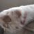 Steve Devoti's profile image