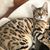 Mishky Galochka's profile image