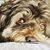 Carlo Alfredo Bidone's profile image