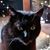 Cindy A. Davis's profile image
