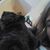 Sherrie Guest's profile image