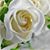 Marianne Francoise's profile image