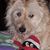 Lisa Cripps's profile image