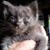 Gayle Terrien's profile image
