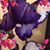 Nancy Estes Irish's profile image