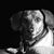 Michele Thiessen's profile image
