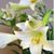 Cricket Angelia Stumbaugh Scott's profile image
