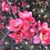 Crystal Kincheloe's profile image
