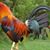 Sunny Jao's profile image