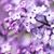 Delicate Lilac's profile image
