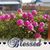 Sharon-Lonnie Schuyler's profile image