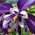 Angey Carson's profile image