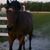 Susan Sanderson Holford's profile image